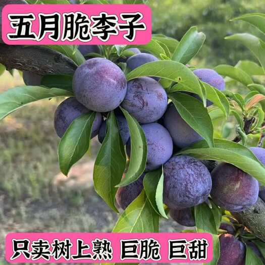 【湖北五月脆李】脆甜李 甜脆多汁不涩 只发树上熟
不甜不脆赔