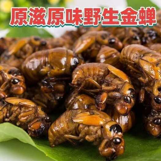 台前县当季2025新鲜金蝉知了猴速冻现抓爬叉猴蝉蛹