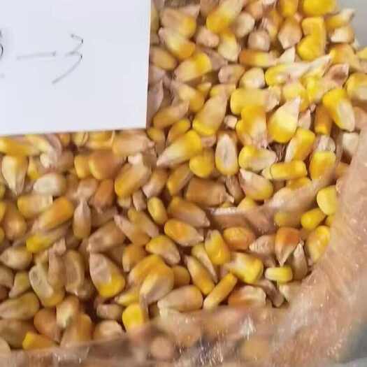 伊通县中粮玉米三等二百万吨