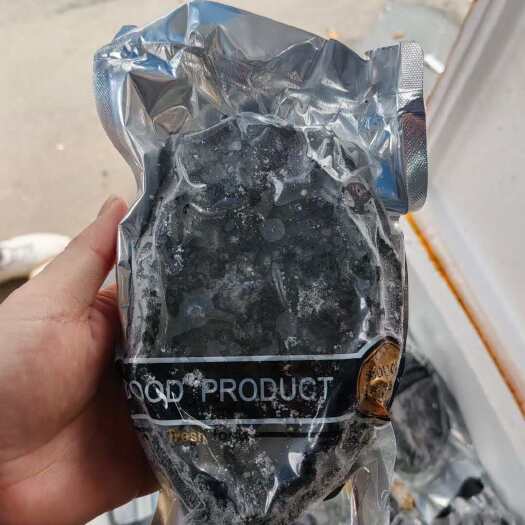 上海黑金鲍鱼