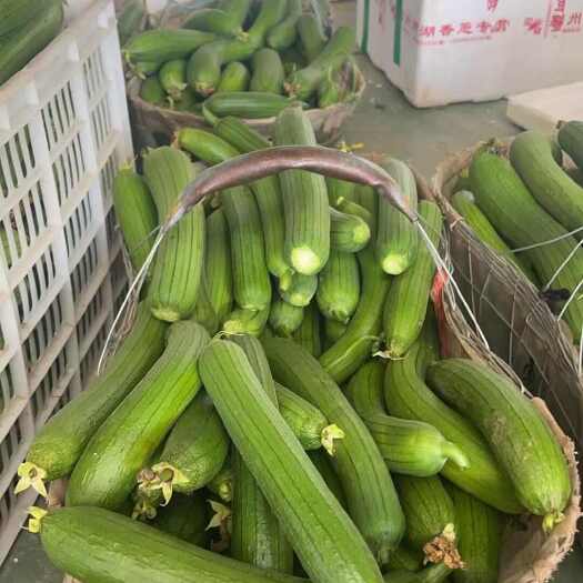 丝瓜大量上市，几毛钱一斤