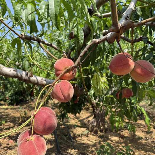 邹城市桃子（夏季成熟、新鲜应季、果肉细腻、甜度高、汁水丰富）