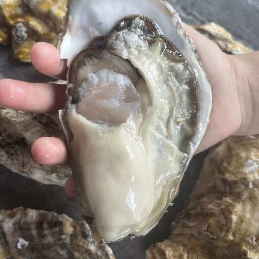 连云港三倍体生蚝 山东生蚝 高压锅生蚝 烤生蚝 餐饮专用 全国发货