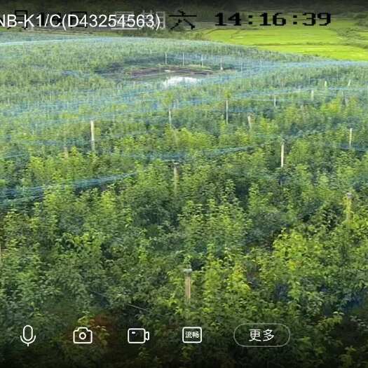 广德市80亩翠冠梨园出租，梨园全围网封闭，搭设了天网，建了冷库