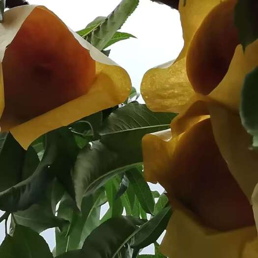 常州正宗阳山水蜜桃