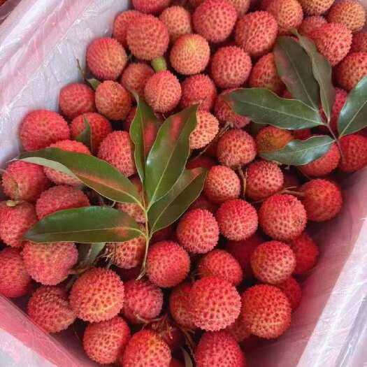 高州市特靓桂味荔枝   现摘现发