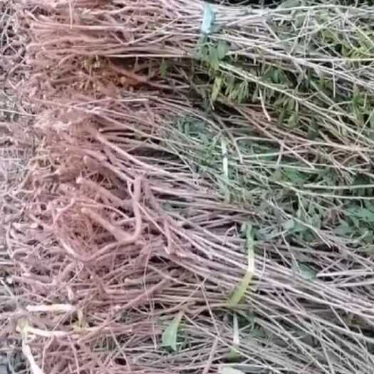 巨鹿县枸杞苗