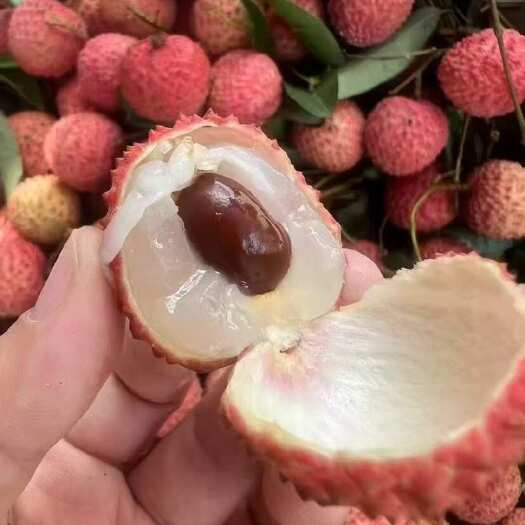 高州市广东茂名高州自家果园桂味荔枝新鲜采摘现发货