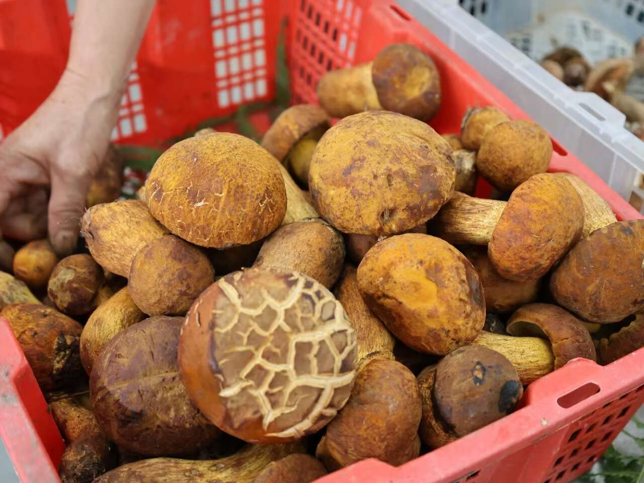 野生香菇