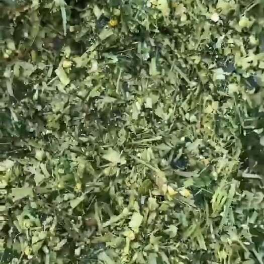 肇源县牛羊玉米黄储饲草