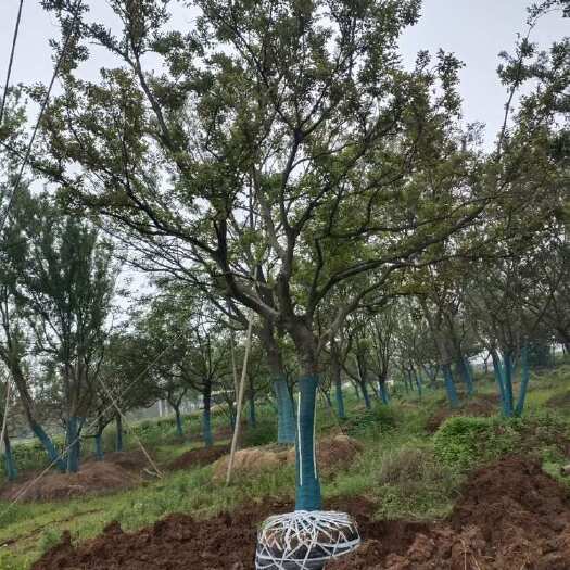 滁州安徽朴树苗木基地直供优质乔木绿化树种