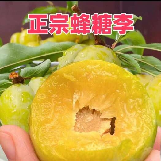 镇宁县贵州蜂糖李