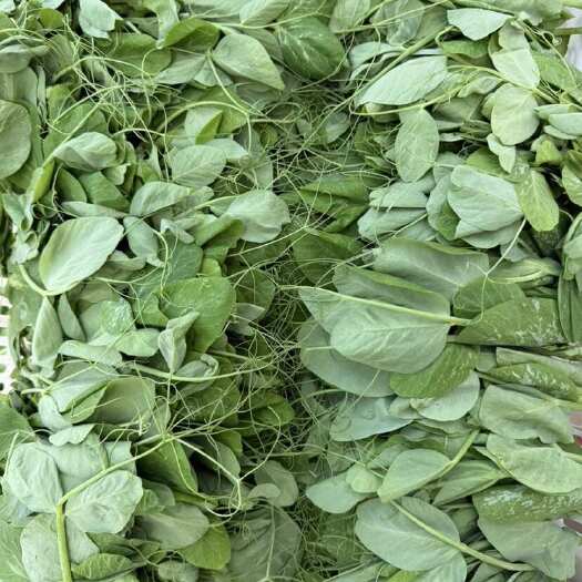 毕节精品豌豆尖，大量出货