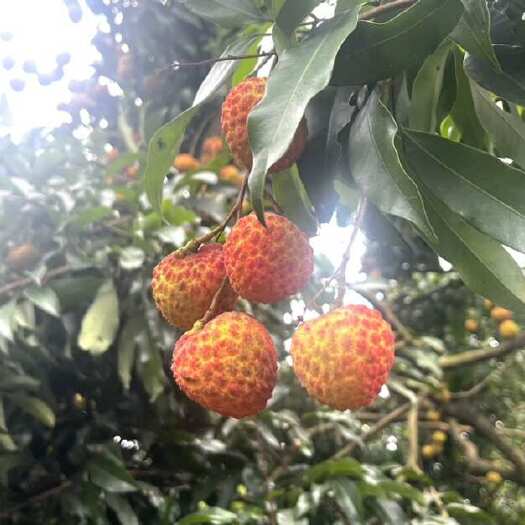 东莞市东莞樟木头本地糯米糍荔枝！！！