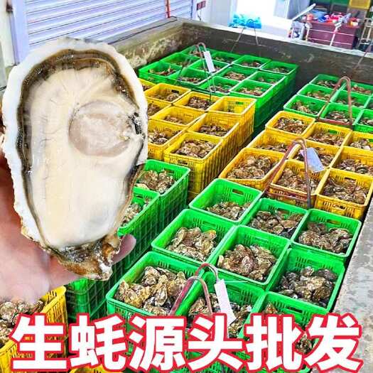 连云港乳山生蚝大连生蚝 自有海区 支持一件 大蚝中蚝小蚝规格齐全