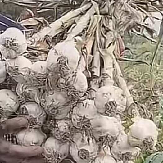 兰陵县苍山四六拌大量现货需要可以联系蔬菜长期合作