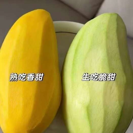 田东县百色精品小金煌