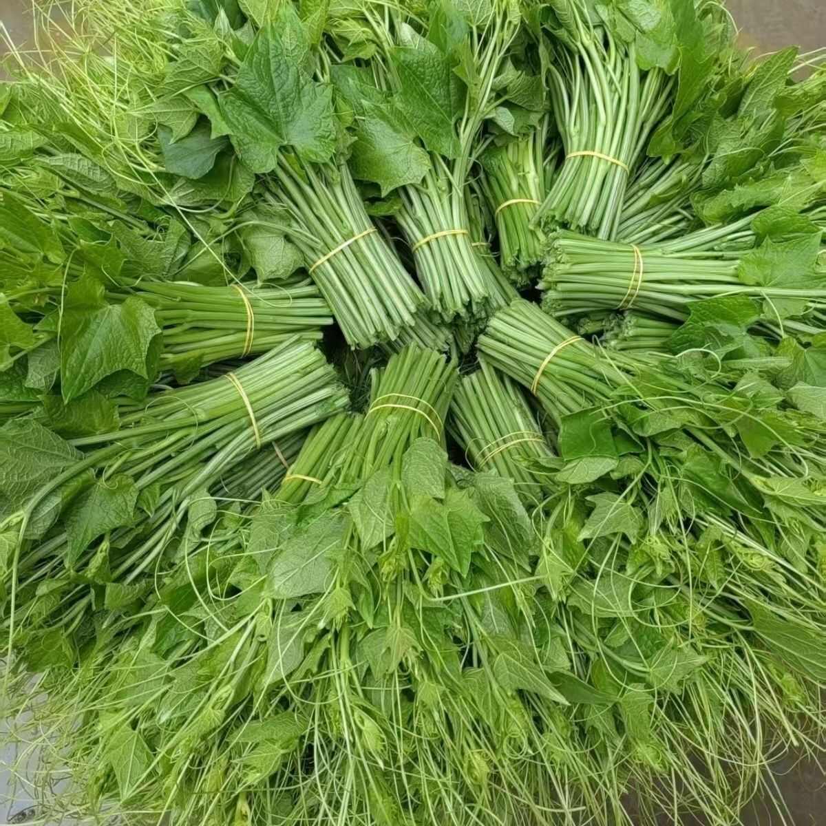 绿色蔬菜，佛手瓜尖    捧瓜尖    龙须菜