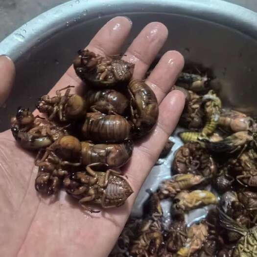 平邑县金蝉长期大量供应，量大的来