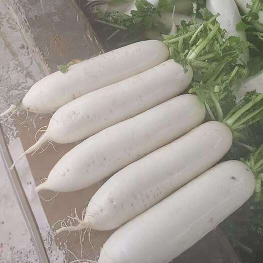 罗卜