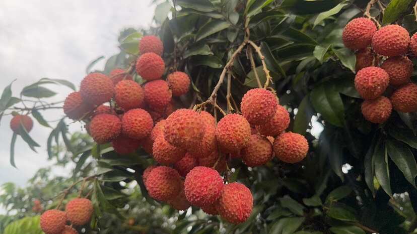 高州市大唐荔乡   超靓桂味    产地现采当天直发   保鲜保质