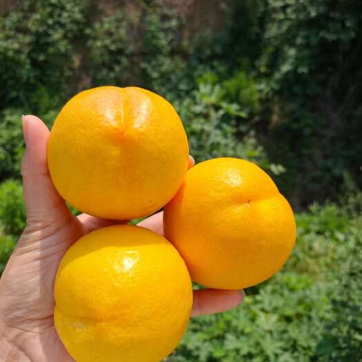 蒙阴县黄金油桃3/4.5斤新鲜当季水果黄桃黄肉蒙阴蜜桃黄油桃