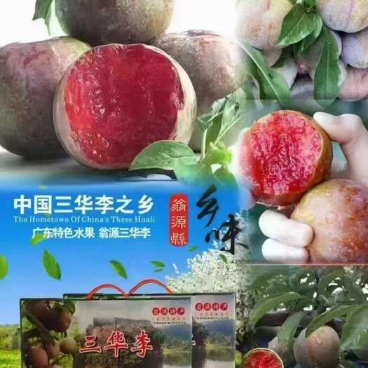 翁源县广东翁源三华李果大、肉厚、无渣、核小、具有清甜爽脆