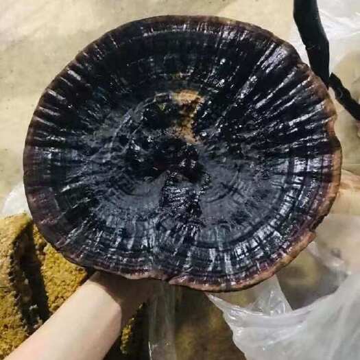 东兴市黑灵芝