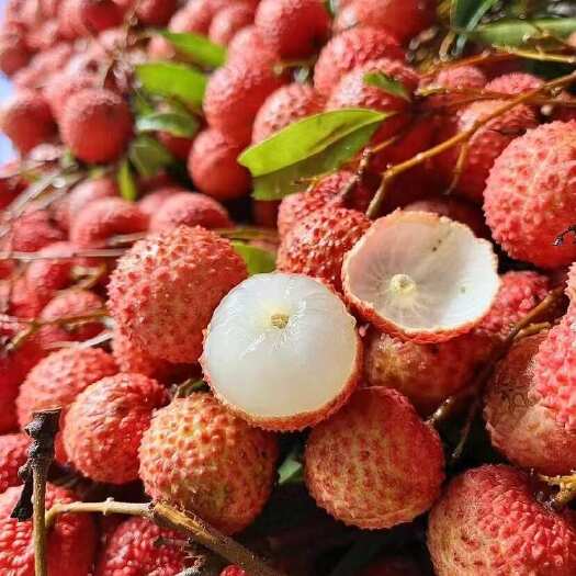 高州市广东茂名高州自家果园桂味荔枝新鲜采摘现发货