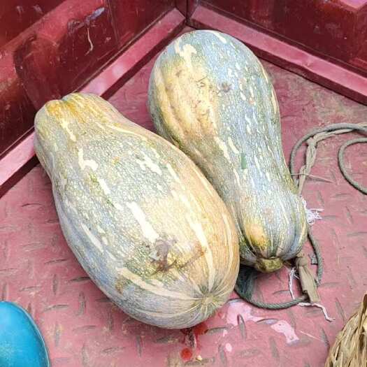 蜜本南瓜，20w斤，需求量大的老板联系