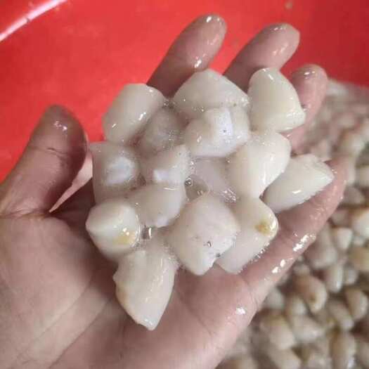海湾贝，扇贝
