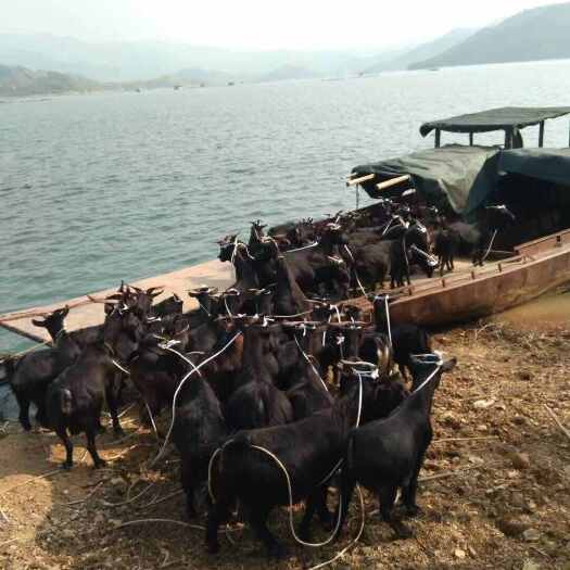 天峨县本地养的黑山羊，肉质好欢迎下单