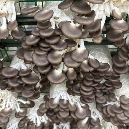 固安县真正鲜嫩脆滑的秀珍菇，大量出货