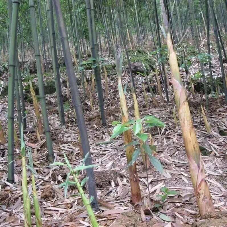 苦竹苦竹子3月竹笋苗庭院园林食用大竹子室外苦竹子