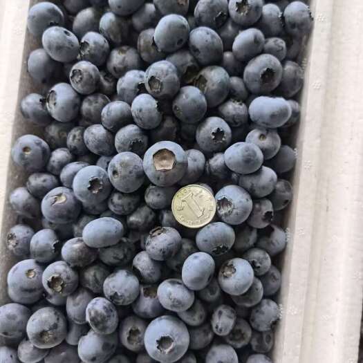 临江市蓝金   蓝枫