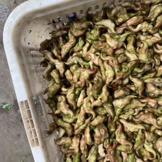 洪湖市每天采摘 货源充足新鲜 品质好 价钱合理 按需求发货。