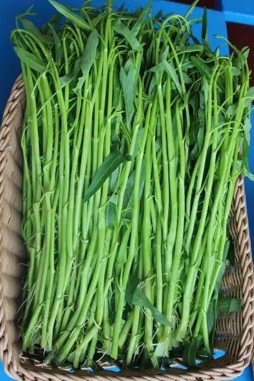 大棚空心菜
