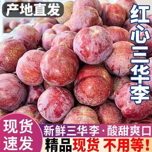 广西桂林荔浦新鲜三华李 当季采摘 李子批发零售