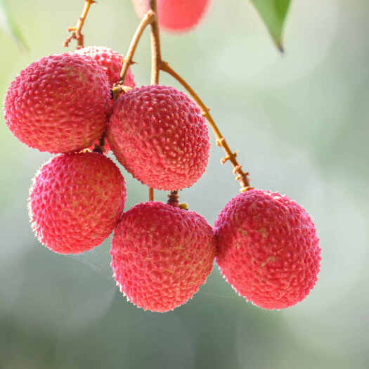 灵山县白糖香妃子笑桂味荔枝