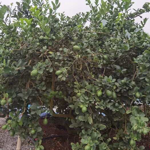 东莞市望牛墩香水柠檬