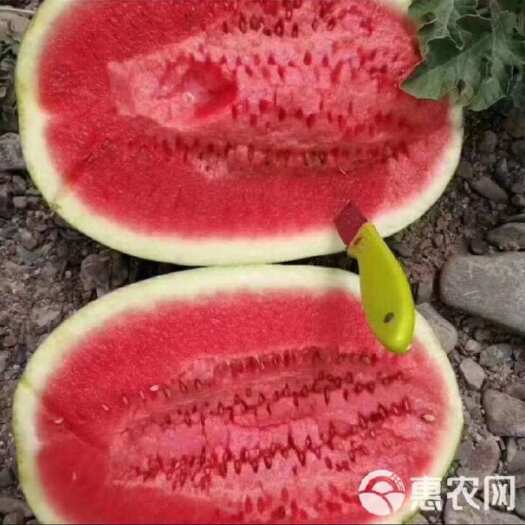 大荔县金成五号