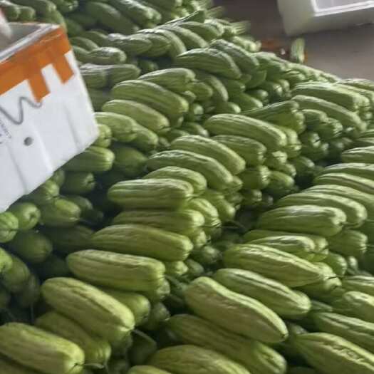 南宁广西南宁苦瓜大量有货要的过来便宜欢迎合作老板咨询