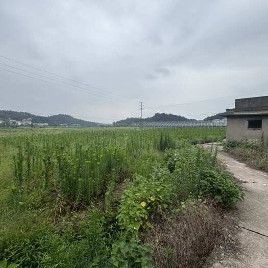 衡阳交通便利，在大马路边，可以种草梅蔬菜，西瓜，有兴趣的老板可以