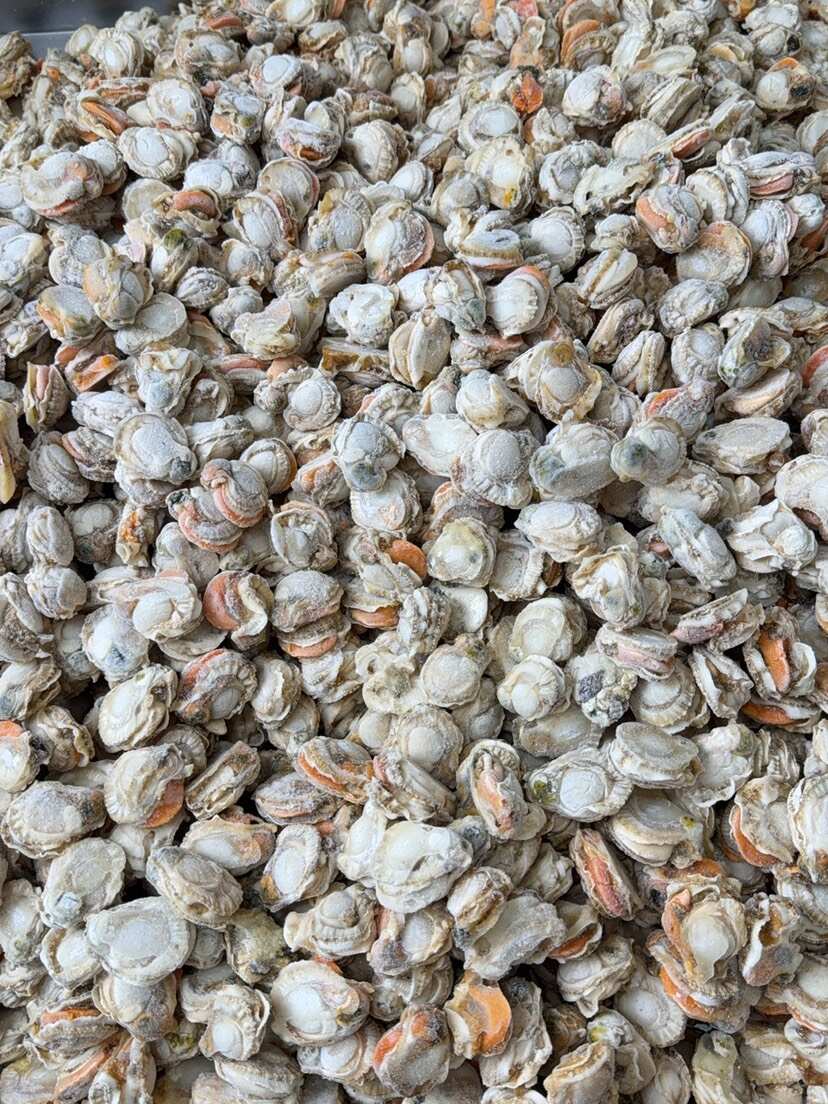 大连金州新鲜栉孔扇贝水产批发供货稳定品质佳