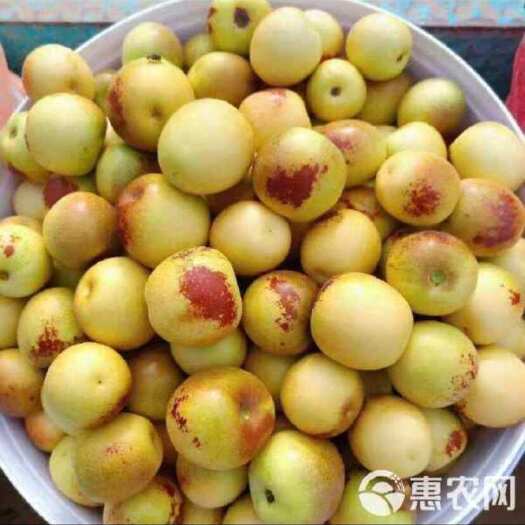 大荔县陕西大荔冬枣新鲜当季水果鲜枣冬枣产地直供