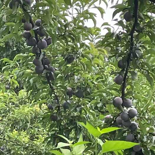阳山县清远阳山五月脆上市，大量采摘，果园直批