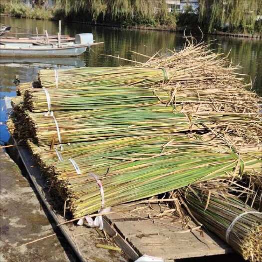 干蒲草 白洋淀蒲草 可编草绳 基地大量供应直供 绿美园林绿化