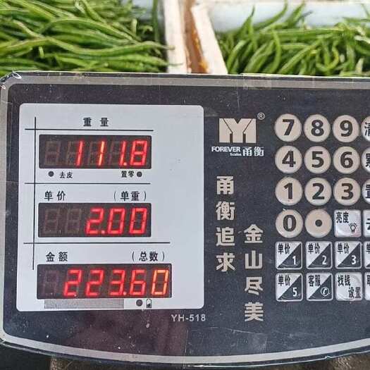 重庆市尖椒，二荆条，自家一百多亩菜地种的，量大