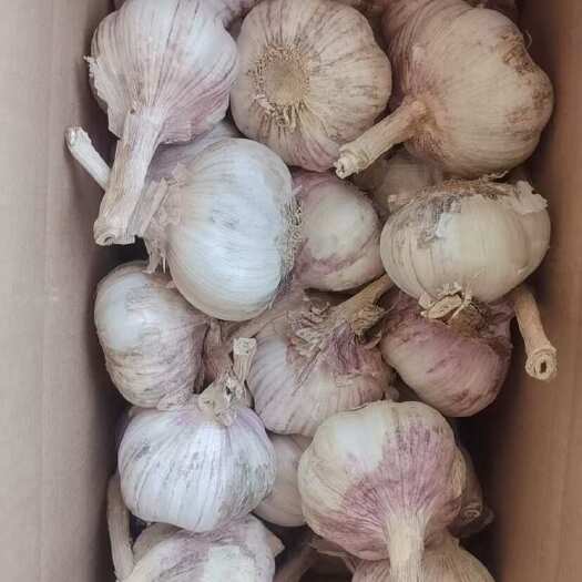 【超低价】金乡紫白皮大蒜河南干蒜批发电商一件代发