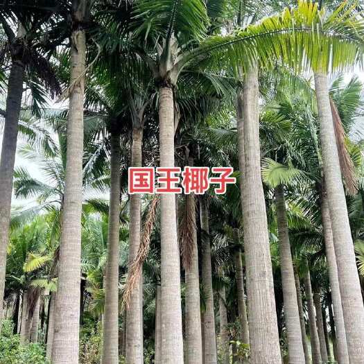 漳州国王椰子热带棕榈植物绿化树大型种植基地全国批发国王椰子大量